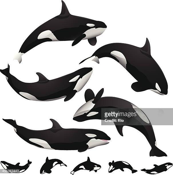 orcas - whales 幅插畫檔、美工圖案、卡通及圖標