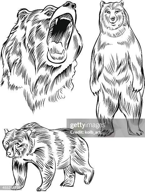 line drawing of a bear - bear standing vector stock illustrations