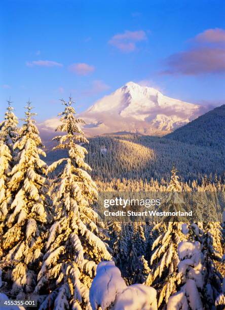 usa, oregon, mount hood national park, snow-covered forest - mt hood national forest fotografías e imágenes de stock