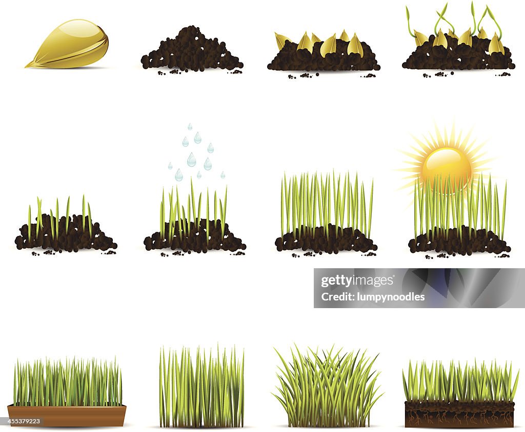 Basic Grass Animation Clip Art Animation Of Progression Of Growing Grass High-Res Vector ...