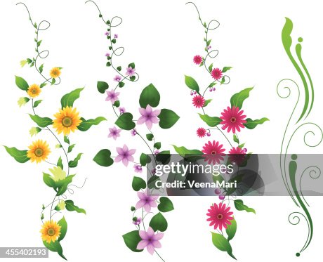Flor Vine Flor Vine
