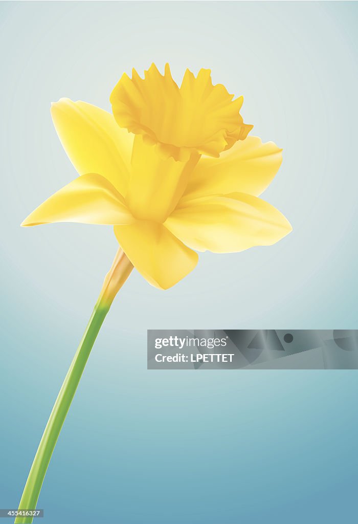 Daffodil - Vector Illustration