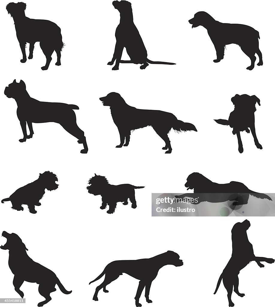 Dogs