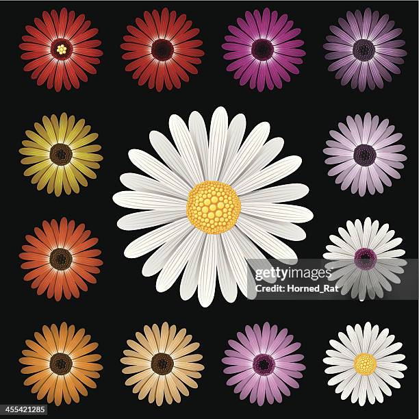 stockillustraties, clipart, cartoons en iconen met flowers - daisy - gerbera