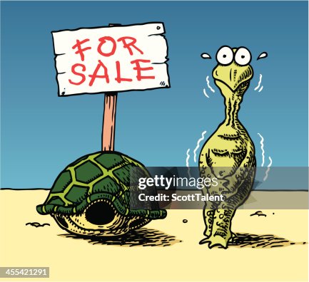 Turtle Turtle