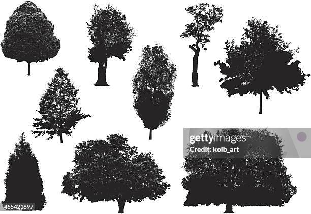 tree silhouettes - ash tree stock illustrations