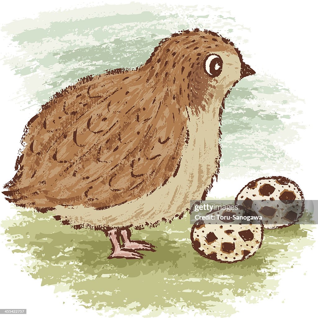 Quail