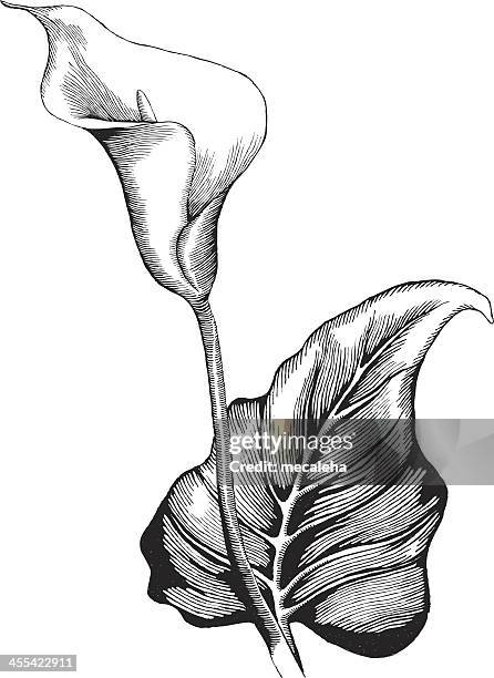 calla lilly - cala stock illustrations