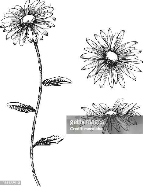 stockillustraties, clipart, cartoons en iconen met an illustration of a daisy in black and white - daisy