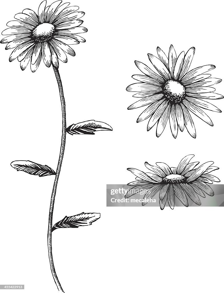 An illustration of a daisy in black and white