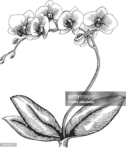 orchid - blumenzwiebel stock-grafiken, -clipart, -cartoons und -symbole