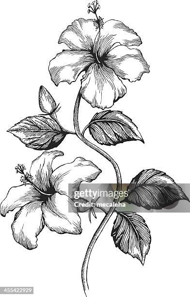 hibiscus - hibiscus stock illustrations