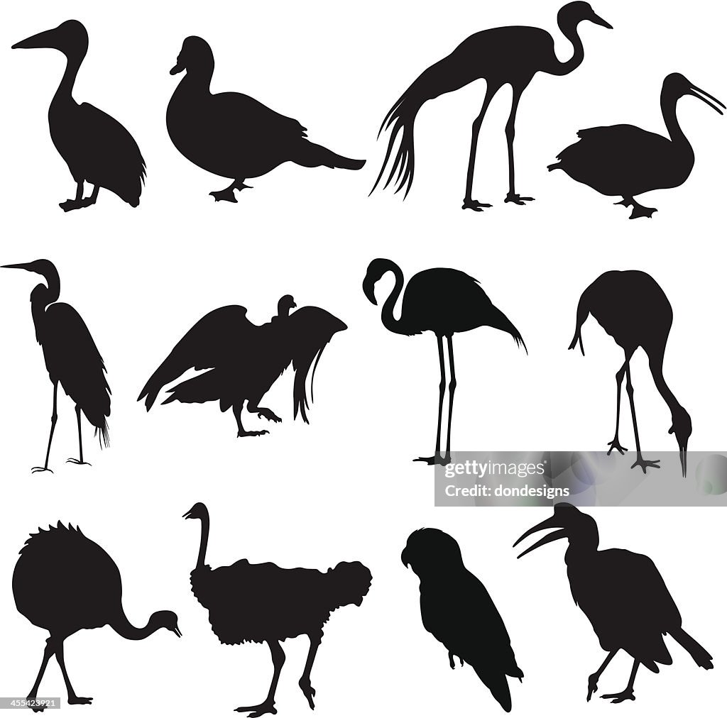 Safari pájaros