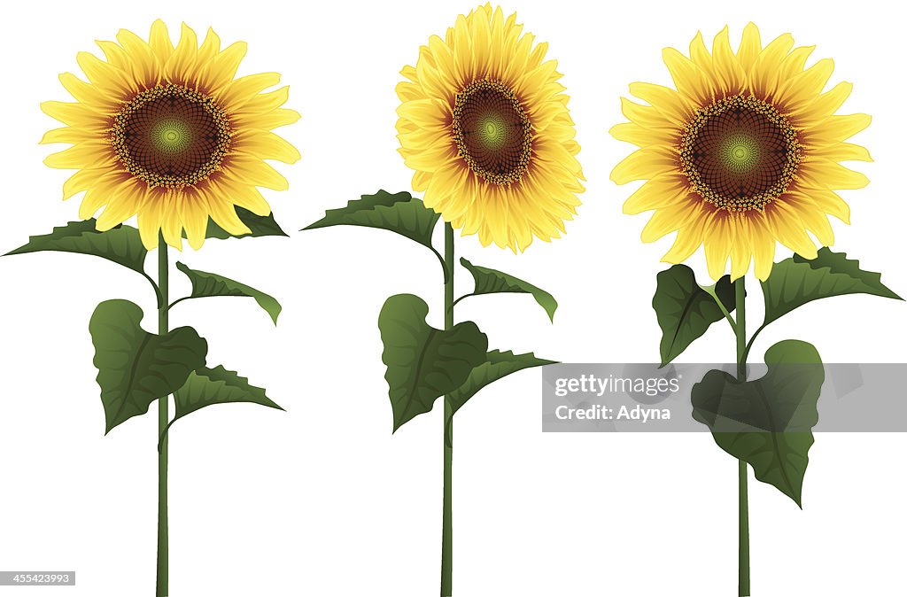 - Sonnenblume