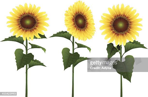 stockillustraties, clipart, cartoons en iconen met sunflower - sunflower