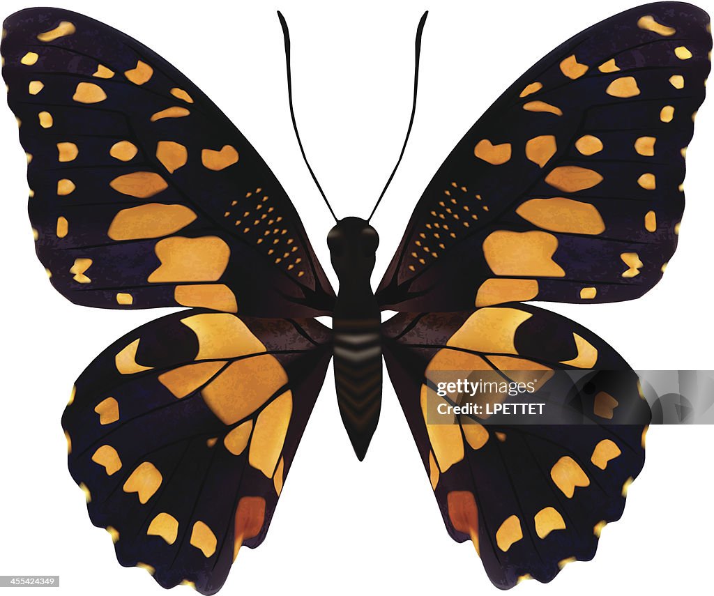 The Lime Butterfly-Vector Illustration