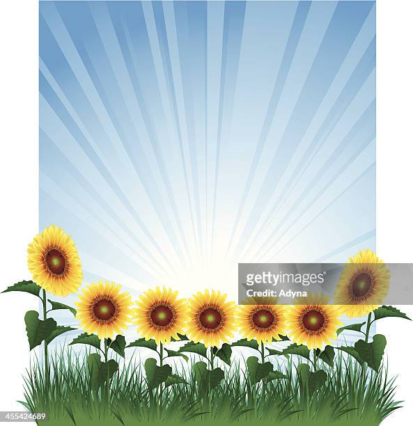 Sunflower Background High-Res Vector Graphic - Getty Images