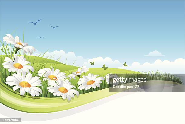 blume landschaft - margarita daisy stock-grafiken, -clipart, -cartoons und -symbole