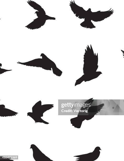 ilustraciones, imágenes clip art, dibujos animados e iconos de stock de pigeons - paloma ave