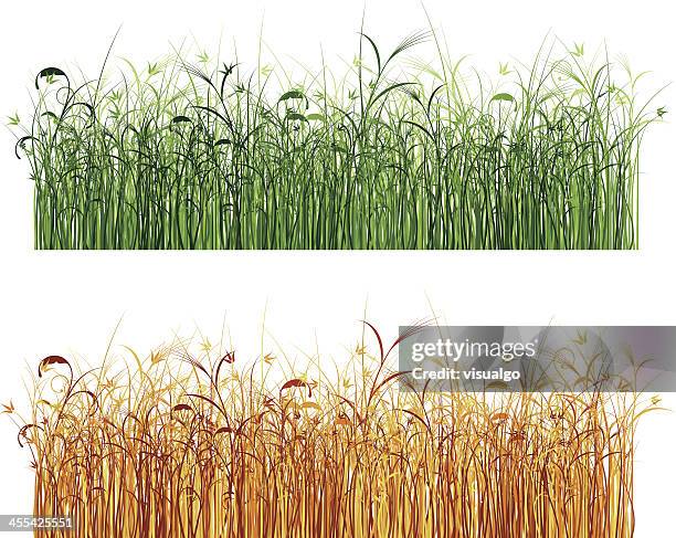 Reed Rische 327,472 Reed Reed Stock Photos, High-Res Pictures, and Images - Getty ...