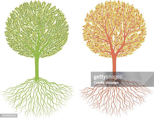 Fall Tree With Roots Background 191 Fall Tree With Roots High Res Illustrations - Getty Images