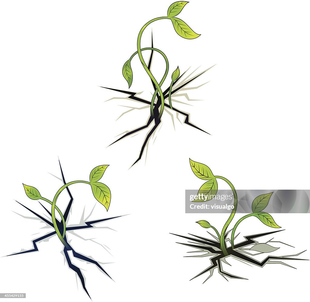 Planta crescente de Fenda