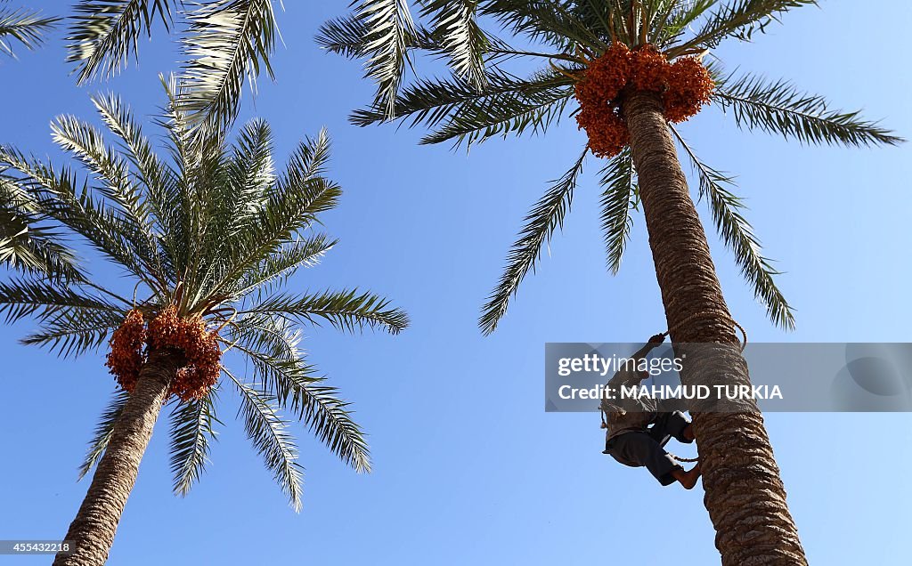 LIBYA-AGRICULTURE