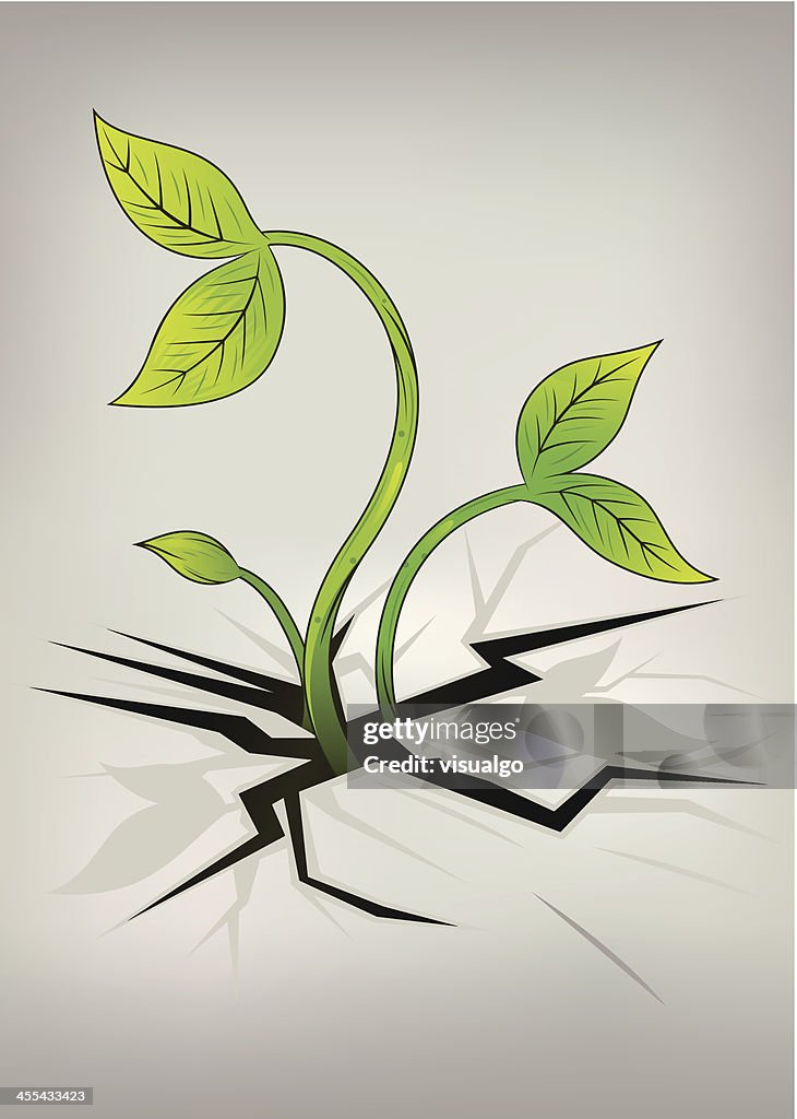 Planta crescente de Fenda