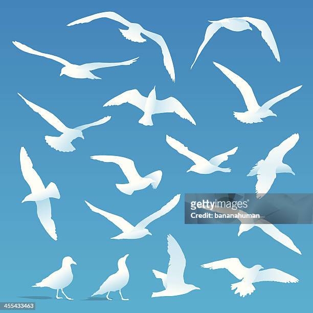 möwen - seagull stock-grafiken, -clipart, -cartoons und -symbole