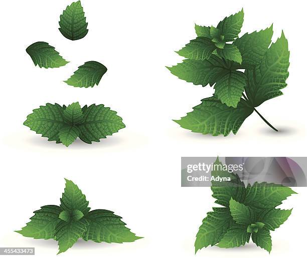 grüne minze - mint leaf stock-grafiken, -clipart, -cartoons und -symbole