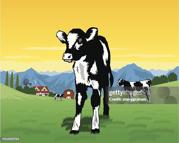 schwarze und weiße kalbsleder - kühe weide stock-grafiken, -clipart, -cartoons und -symbole