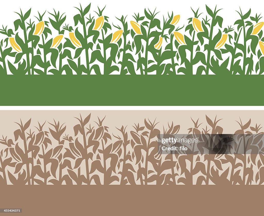 Corn Background