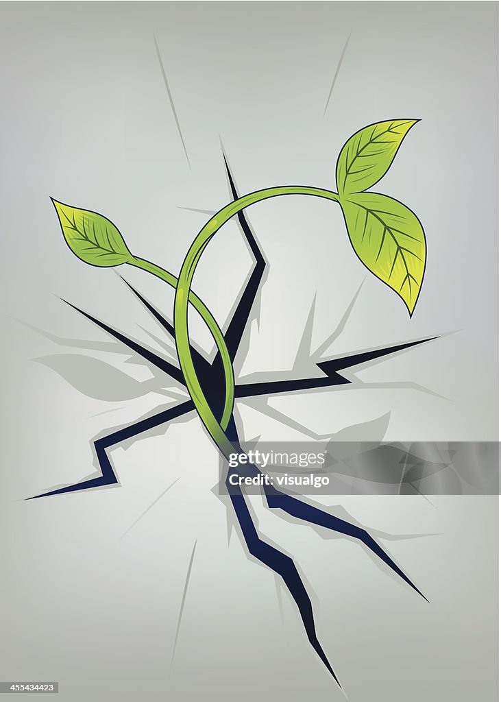 Planta crescente de Fenda