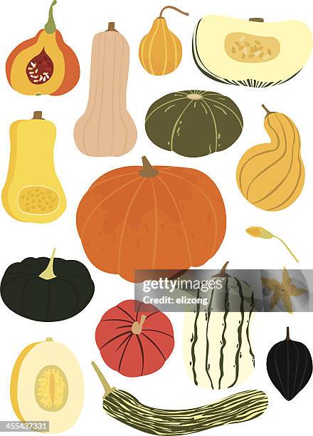 just squash! - squash vegetable stock illustrations