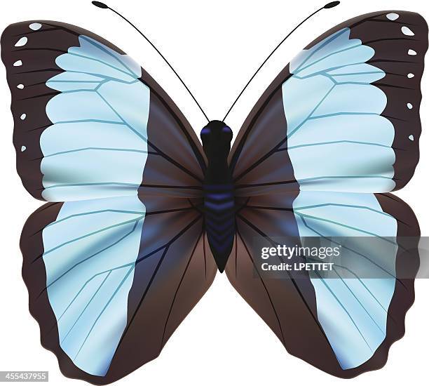 butterfly - vector illustration - blue morpho butterfly isolated stock illustrations