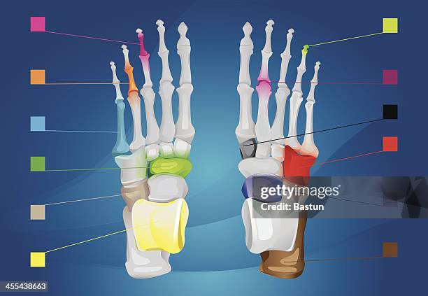 illustrazioni stock, clip art, cartoni animati e icone di tendenza di piede umano anatomia - fisioterapia