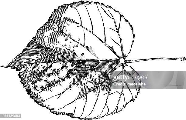 stockillustraties, clipart, cartoons en iconen met linden leaf - linde bladverliezende boom