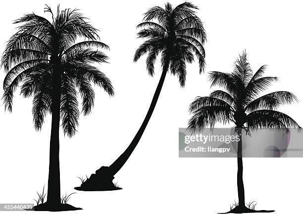 coconut tree - frond stock illustrations