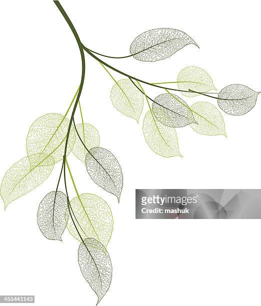 spring leaves - sky and trees green leaf illustration stock illustrations