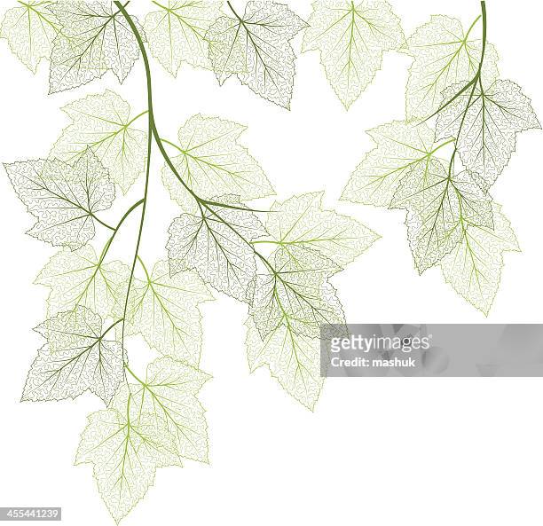 green leaf - maple tree stock-grafiken, -clipart, -cartoons und -symbole