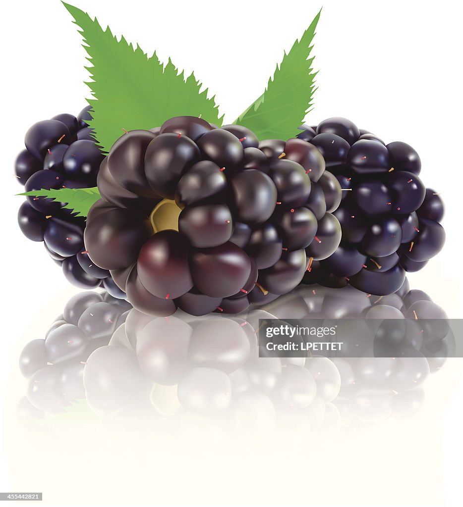 BlackBerry - Vector Illustration