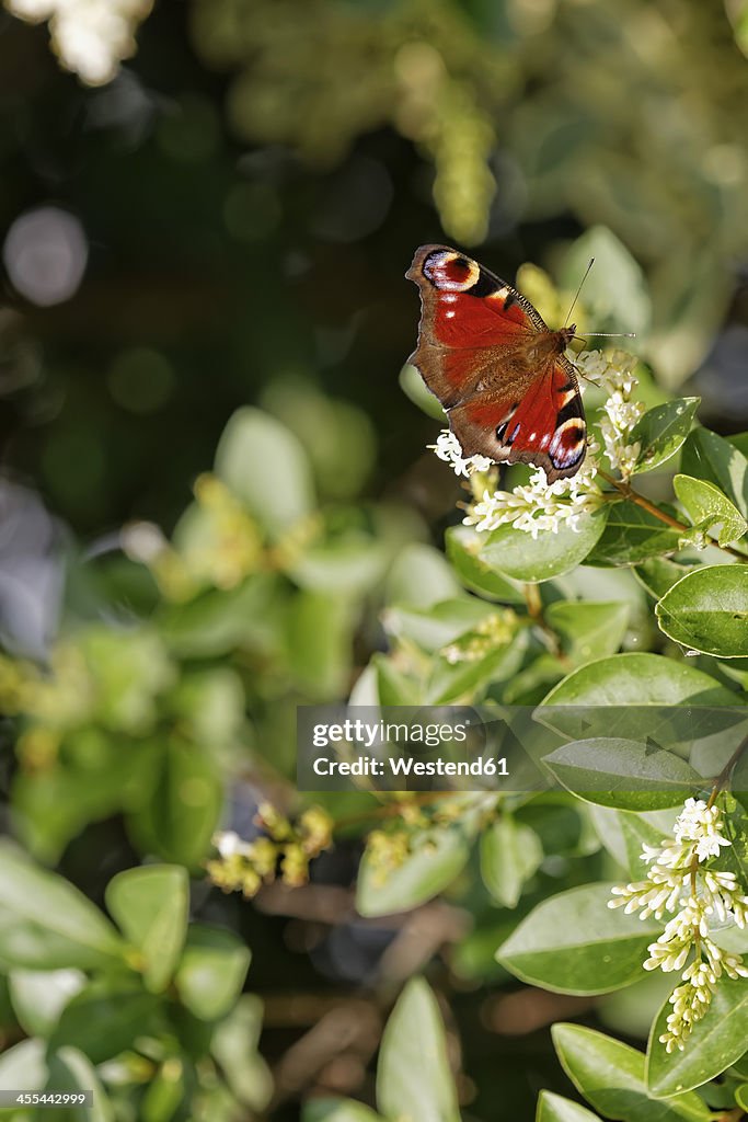 Austria, Peacock butterfly in Neusiedler See Seewinkel National park
