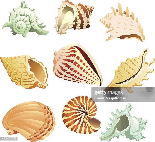 ilustraciones, imágenes clip art, dibujos animados e iconos de stock de mar tropical carcasas - snail shell icon