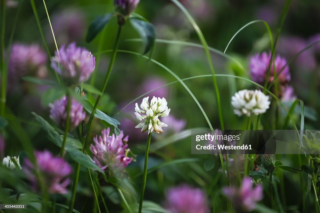 Germany, Clover flower, close up