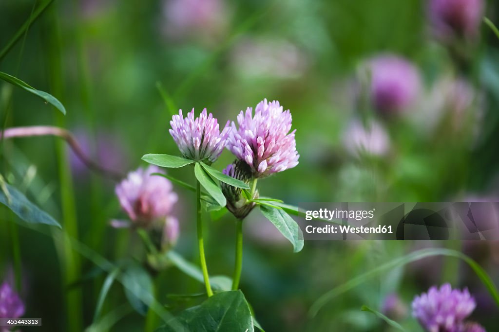 Germany, Clover flower, close up