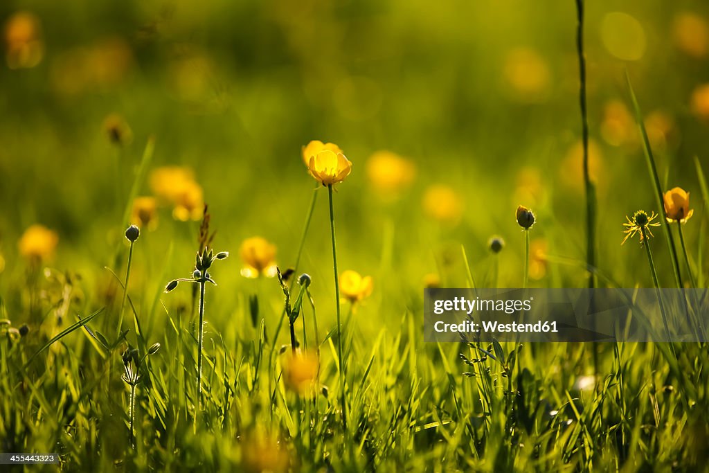 Germany, Buttercup flower, close up