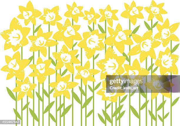 ilustrações de stock, clip art, desenhos animados e ícones de campo de daffodils - daffodil