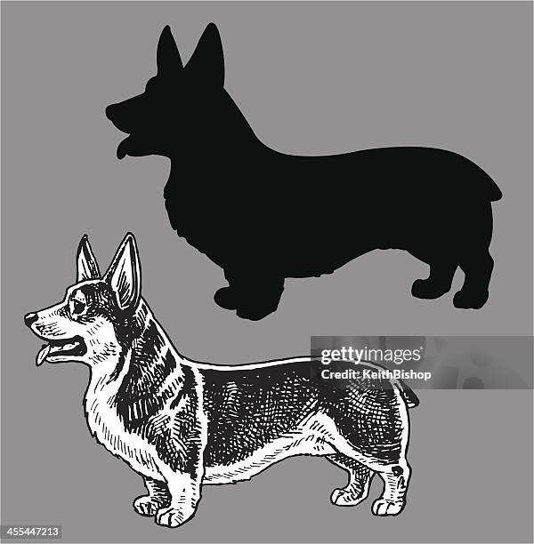 stockillustraties, clipart, cartoons en iconen met welsh corgi dog - welsh corgi pembroke