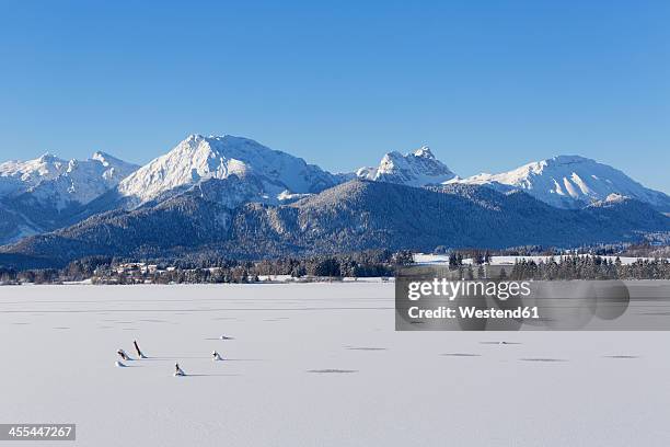 germany, bavaria, view of hopfensee lake and tannheim mountains - snowfield fotografías e imágenes de stock