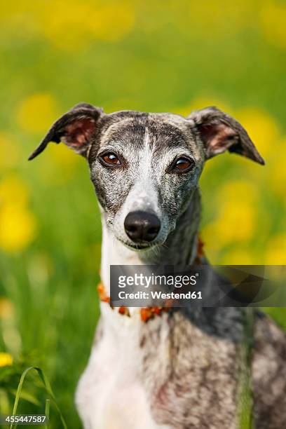 germany, baden wuerttemberg, whippet dog in meadow, close up - greyhound hunderasse stock-fotos und bilder